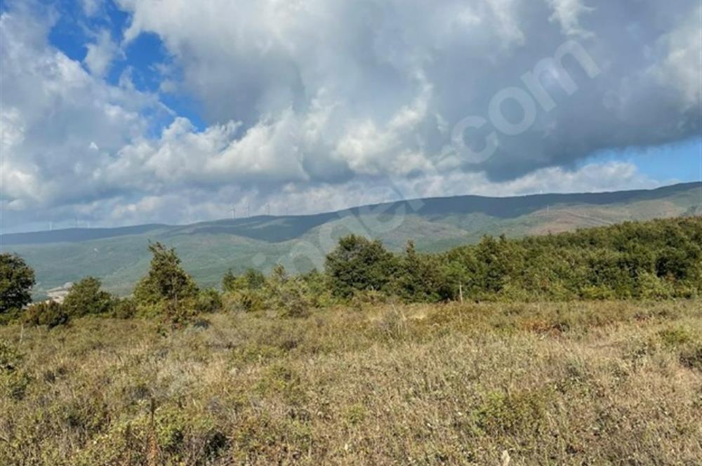 C21 Cius; Bursa/Gemlik Haydariye Köyünde 21.920 M2 Satılık Tarla