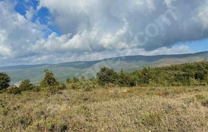C21 Cius; Bursa/Gemlik Haydariye Köyünde 21.920 M2 Satılık Tarla