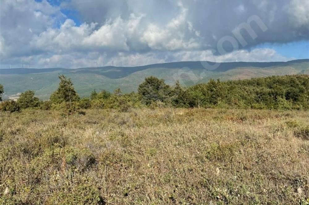 C21 Cius; Bursa/Gemlik Haydariye Köyünde 9.077 M2 Satılık Tarla