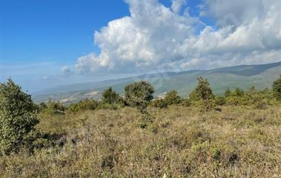 C21 Cius; Bursa/Gemlik Haydariye Köyünde 21.920 M2 Satılık Tarla