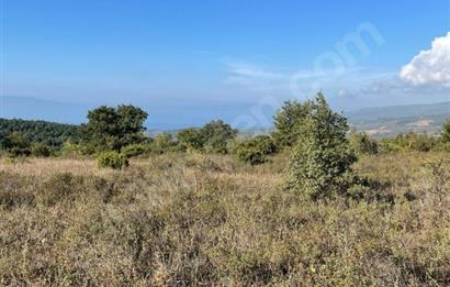 C21 Cius; Bursa/Gemlik Haydariye Köyünde 21.920 M2 Satılık Tarla