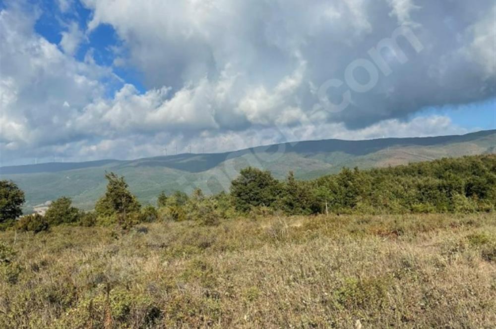 C21 Cius; Bursa/Gemlik Haydariye Köyünde 9.077 M2 Satılık Tarla