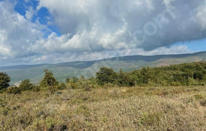 C21 Cius; Bursa/Gemlik Haydariye Köyünde 9.077 M2 Satılık Tarla