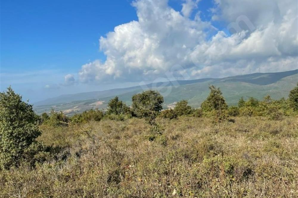 C21 Cius; Bursa/Gemlik Haydariye Köyünde 9.077 M2 Satılık Tarla