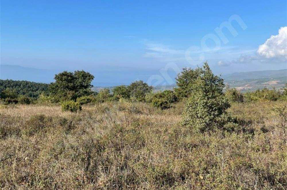 C21 Cius; Bursa/Gemlik Haydariye Köyünde 9.077 M2 Satılık Tarla
