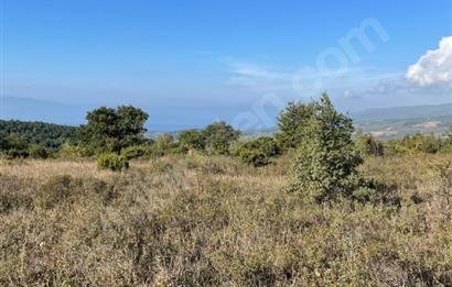 C21 Cius; Bursa/Gemlik Haydariye Köyünde 9.077 M2 Satılık Tarla