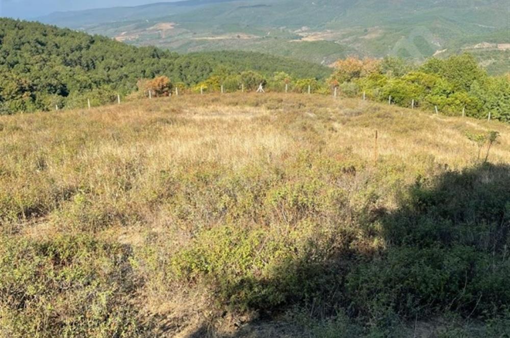 C21 Cius; Bursa/Gemlik Haydariye Köyünde 9.077 M2 Satılık Tarla