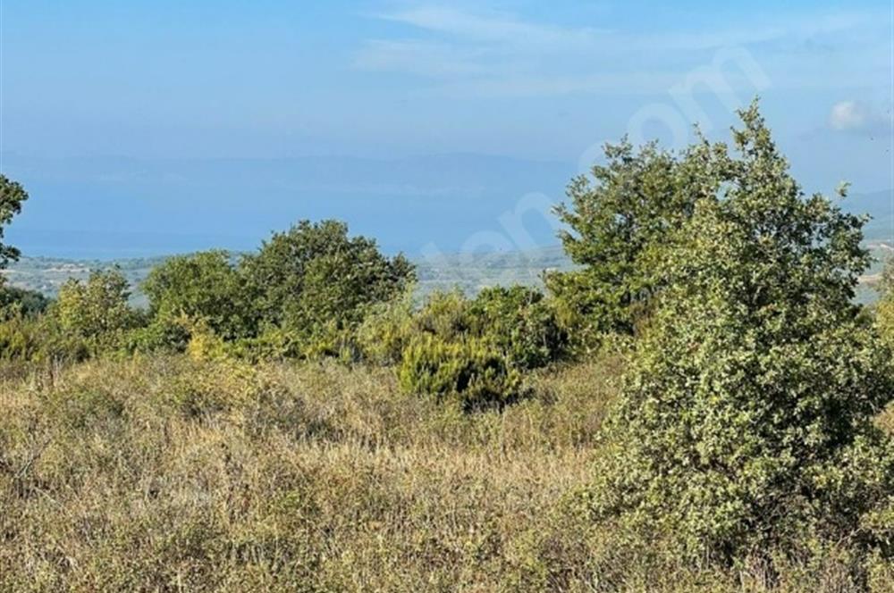 C21 Cius; Bursa/Gemlik Haydariye Köyünde 9.077 M2 Satılık Tarla