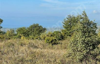 C21 Cius; Bursa/Gemlik Haydariye Köyünde 9.077 M2 Satılık Tarla