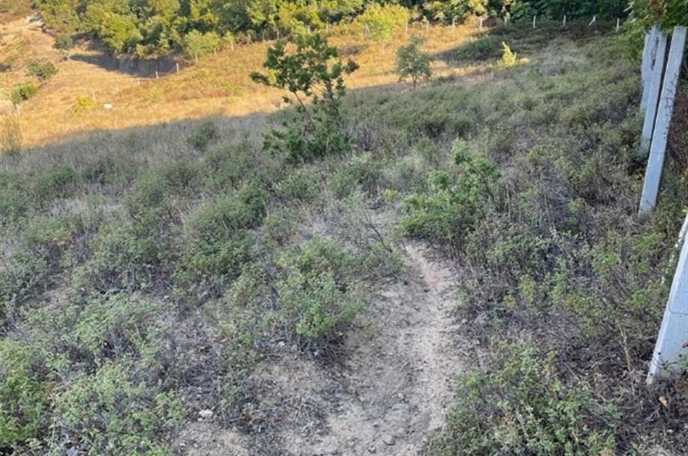 C21 Cius; Bursa/Gemlik Haydariye Köyünde 9.077 M2 Satılık Tarla