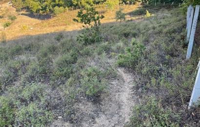 C21 Cius; Bursa/Gemlik Haydariye Köyünde 9.077 M2 Satılık Tarla