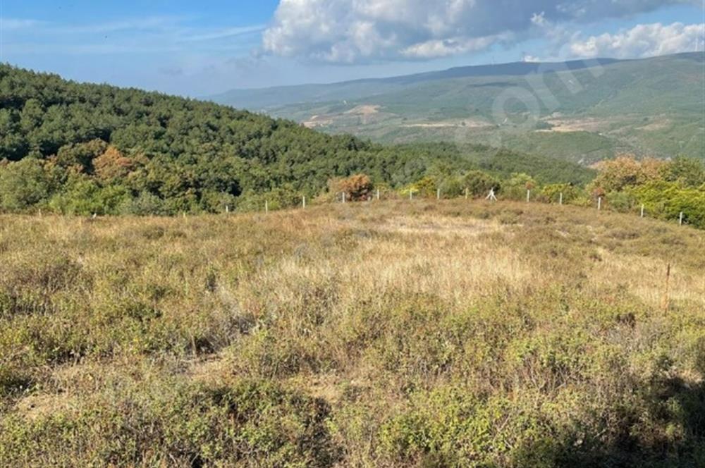 C21 Cius; Bursa/Gemlik Haydariye Köyünde 9.077 M2 Satılık Tarla