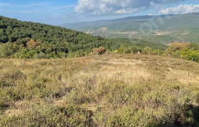 C21 Cius; Bursa/Gemlik Haydariye Köyünde 9.077 M2 Satılık Tarla