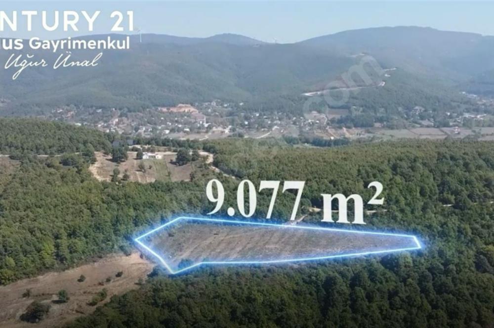 C21 Cius; Bursa/Gemlik Haydariye Köyünde 9.077 M2 Satılık Tarla