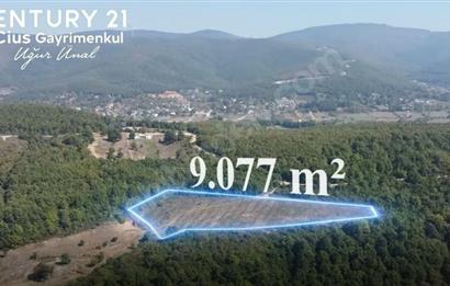 C21 Cius; Bursa/Gemlik Haydariye Köyünde 9.077 M2 Satılık Tarla