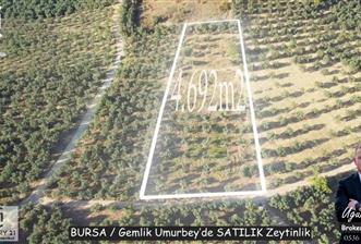C21Cius: Umurbeyde İmara 614 Metre Mesafede Yatırımlık Zeytinlik
