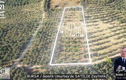 C21Cius: Umurbeyde İmara 614 Metre Mesafede Yatırımlık Zeytinlik