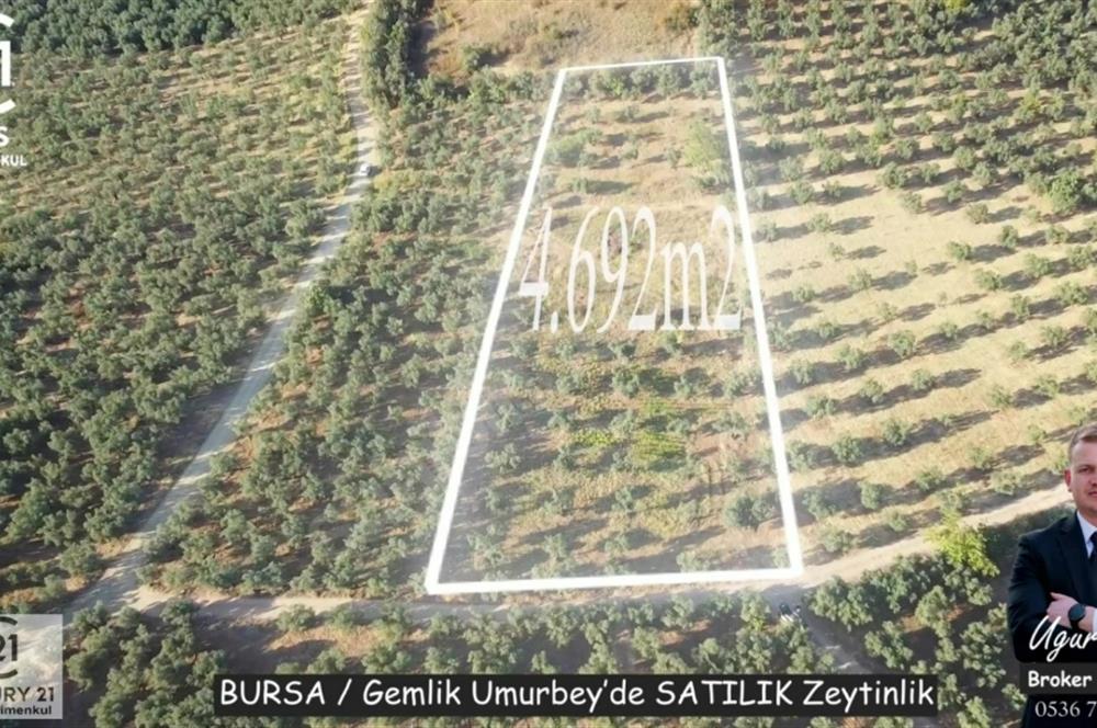 C21Cius: Umurbeyde İmara 614 Metre Mesafede Yatırımlık Zeytinlik