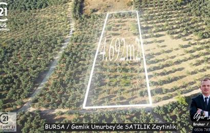 C21Cius: Umurbeyde İmara 614 Metre Mesafede Yatırımlık Zeytinlik