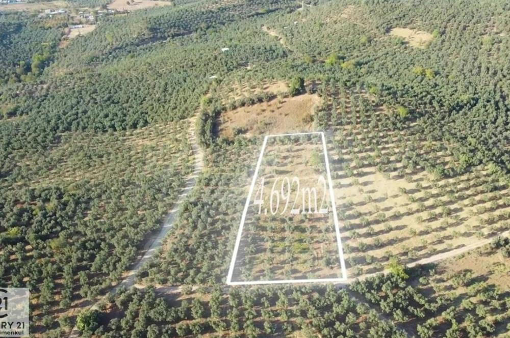 C21Cius: Umurbeyde İmara 614 Metre Mesafede Yatırımlık Zeytinlik