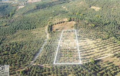 C21Cius: Umurbeyde İmara 614 Metre Mesafede Yatırımlık Zeytinlik