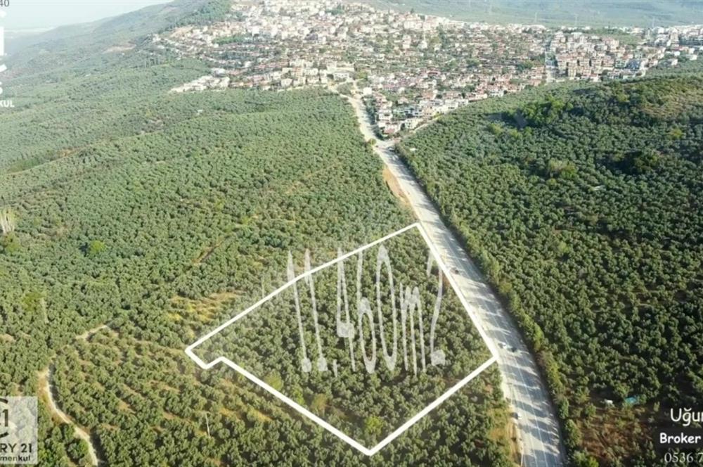 C21 Cius; Umurbey Asfaltına Cephe Deniz Manzaralı Emsalsiz Zeyt