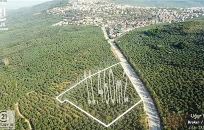 C21 Cius; Umurbey Asfaltına Cephe Deniz Manzaralı Emsalsiz Zeyt