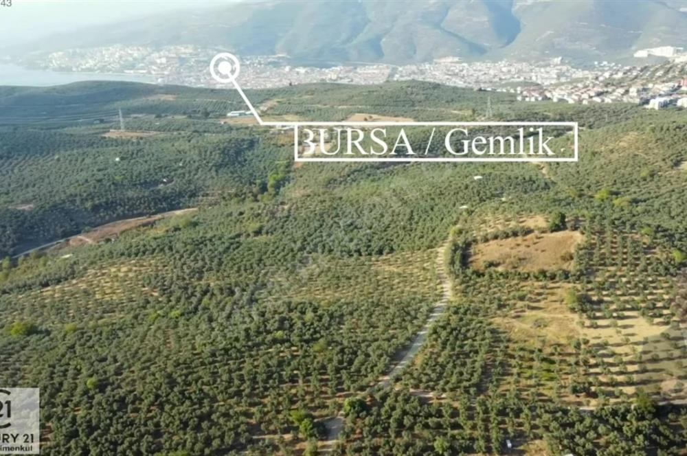 C21Cius: Umurbeyde İmara 614 Metre Mesafede Yatırımlık Zeytinlik