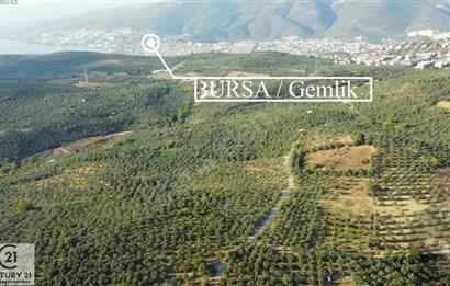C21Cius: Umurbeyde İmara 614 Metre Mesafede Yatırımlık Zeytinlik