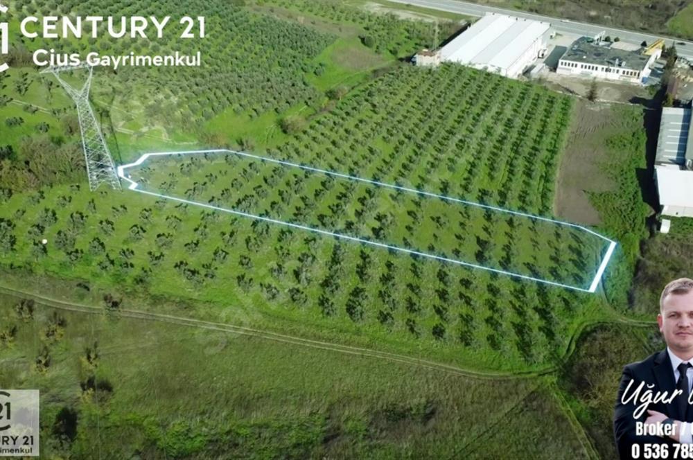 C21 Cius; Bursa Yalova Yoluna 200 m. Ticari İmar Sınırında Zeyt.