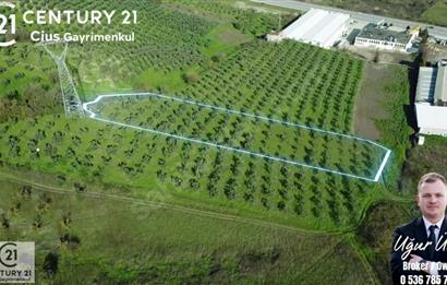 C21 Cius; Bursa Yalova Yoluna 200 m. Ticari İmar Sınırında Zeyt.