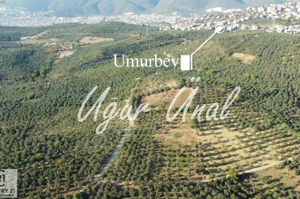 C21Cius: Umurbeyde İmara 614 Metre Mesafede Yatırımlık Zeytinlik