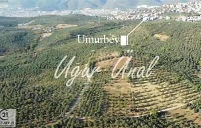 C21Cius: Umurbeyde İmara 614 Metre Mesafede Yatırımlık Zeytinlik
