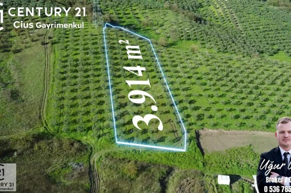 C21 Cius; Bursa Yalova Yoluna 200 m. Ticari İmar Sınırında Zeyt.