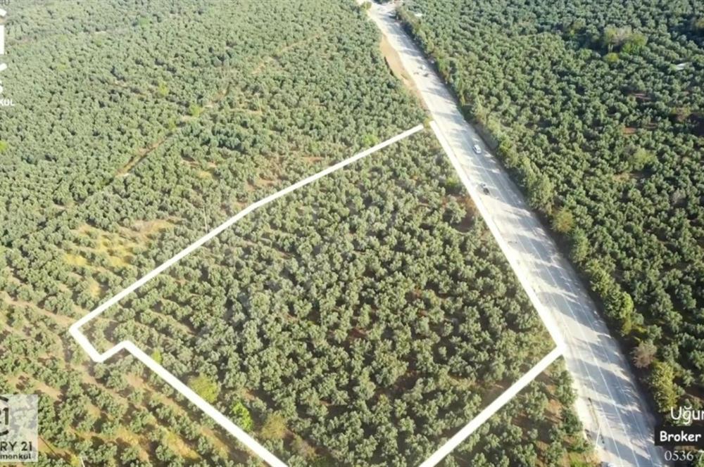 C21 Cius; Umurbey Asfaltına Cephe Deniz Manzaralı Emsalsiz Zeyt