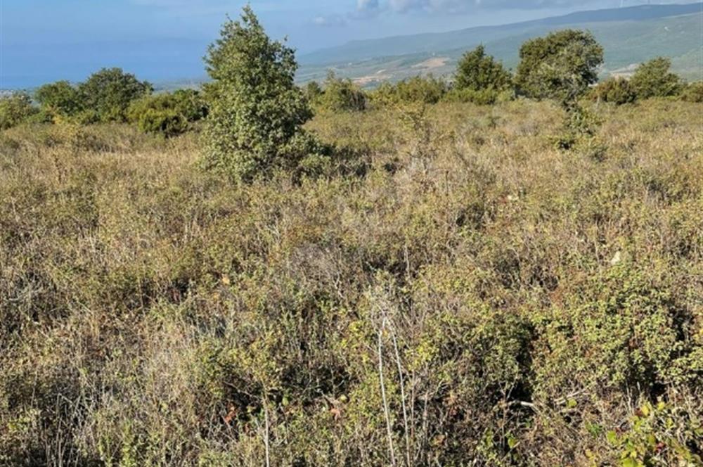 C21 Cius; Bursa/Gemlik Haydariye Köyünde 21.920 M2 Satılık Tarla