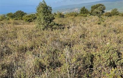 C21 Cius; Bursa/Gemlik Haydariye Köyünde 21.920 M2 Satılık Tarla