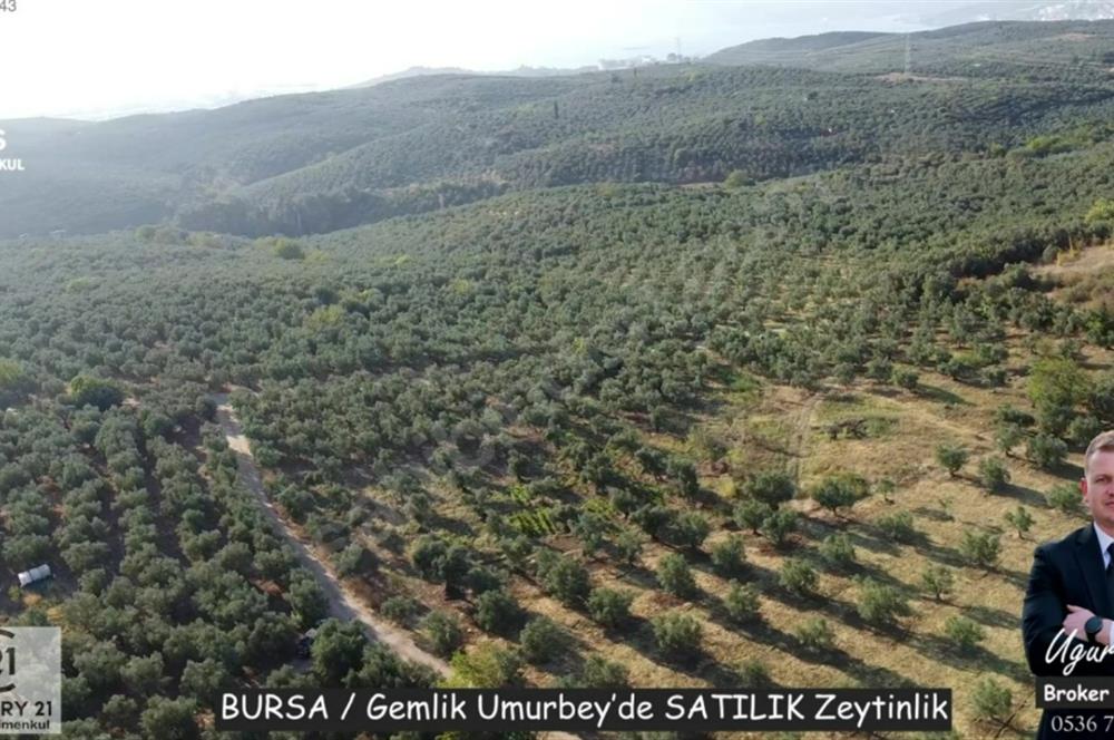 C21Cius: Umurbeyde İmara 614 Metre Mesafede Yatırımlık Zeytinlik