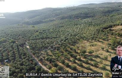 C21Cius: Umurbeyde İmara 614 Metre Mesafede Yatırımlık Zeytinlik