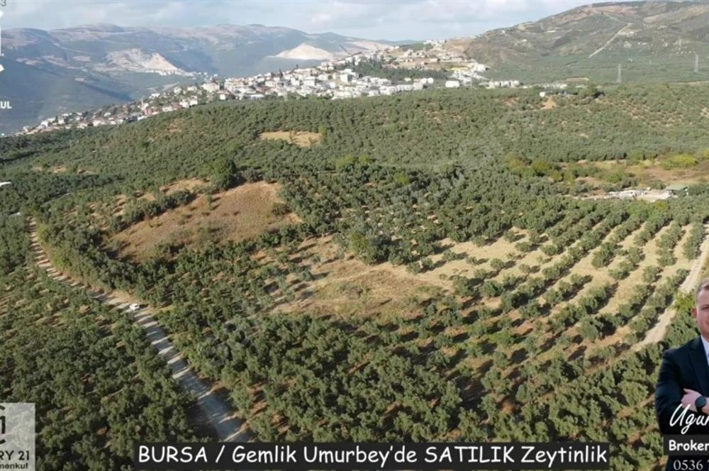 C21Cius: Umurbeyde İmara 614 Metre Mesafede Yatırımlık Zeytinlik