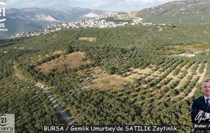 C21Cius: Umurbeyde İmara 614 Metre Mesafede Yatırımlık Zeytinlik