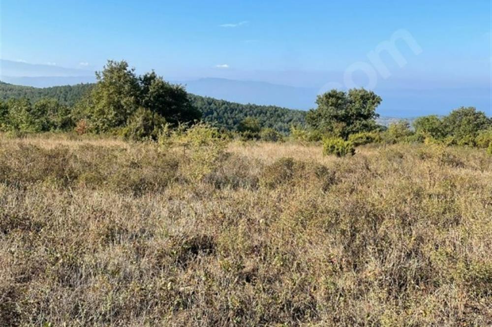 C21 Cius; Bursa/Gemlik Haydariye Köyünde 21.920 M2 Satılık Tarla