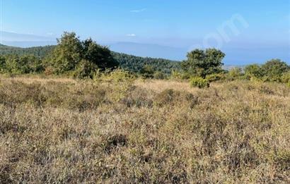 C21 Cius; Bursa/Gemlik Haydariye Köyünde 21.920 M2 Satılık Tarla