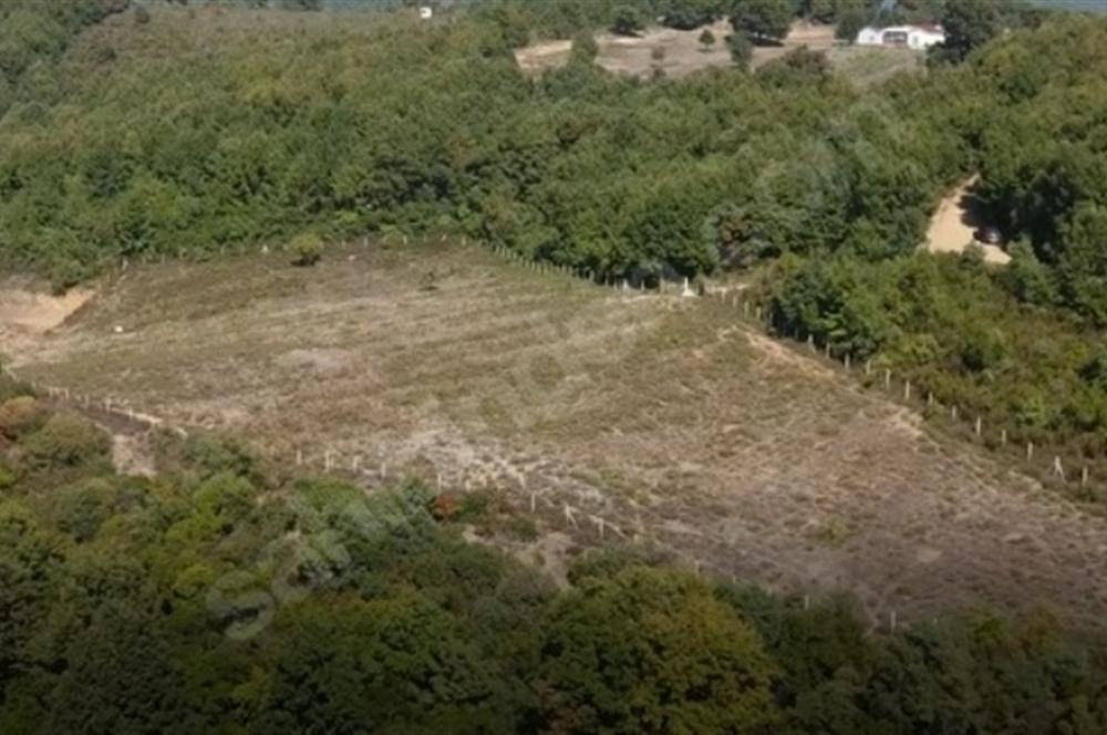 C21 Cius; Bursa/Gemlik Haydariye Köyünde 9.077 M2 Satılık Tarla