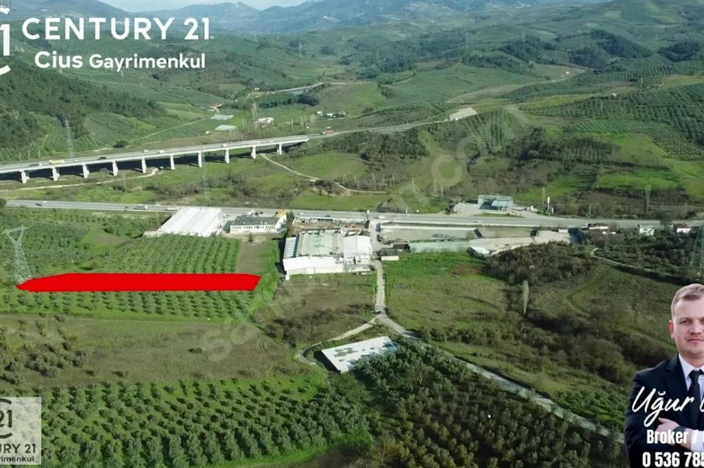 C21 Cius; Bursa Yalova Yoluna 200 m. Ticari İmar Sınırında Zeyt.