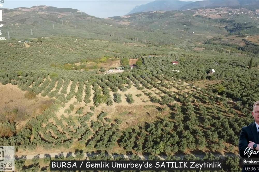 C21Cius: Umurbeyde İmara 614 Metre Mesafede Yatırımlık Zeytinlik