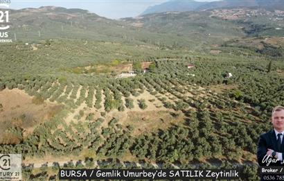 C21Cius: Umurbeyde İmara 614 Metre Mesafede Yatırımlık Zeytinlik