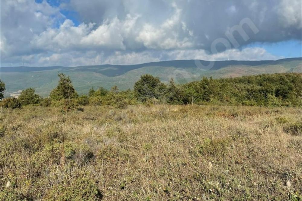 C21 Cius; Bursa/Gemlik Haydariye Köyünde 21.920 M2 Satılık Tarla