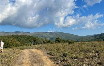 C21 Cius; Bursa/Gemlik Haydariye Köyünde 21.920 M2 Satılık Tarla