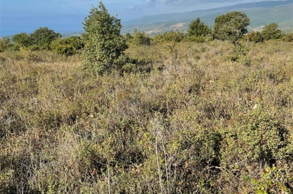 C21 Cius; Bursa/Gemlik Haydariye Köyünde 9.077 M2 Satılık Tarla